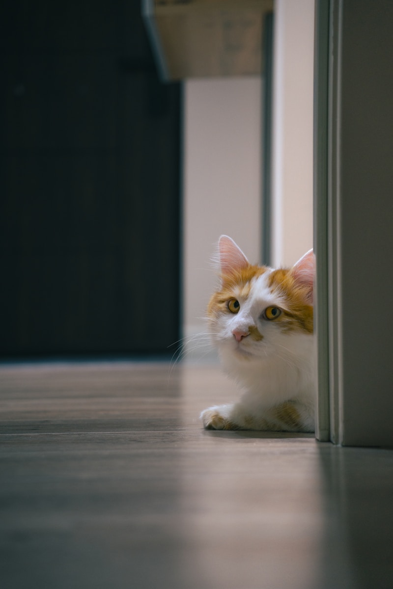 a cat sitting on the floor in front of a door